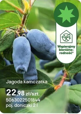 Sadzonka Jagoda kamczatka promocja w Castorama
