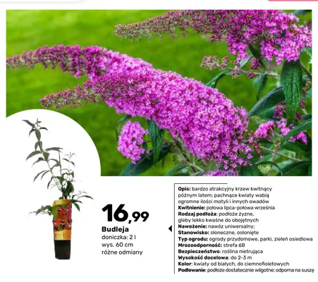 Budleja doniczka 2 l wys. 60 cm promocja w Bricomarche