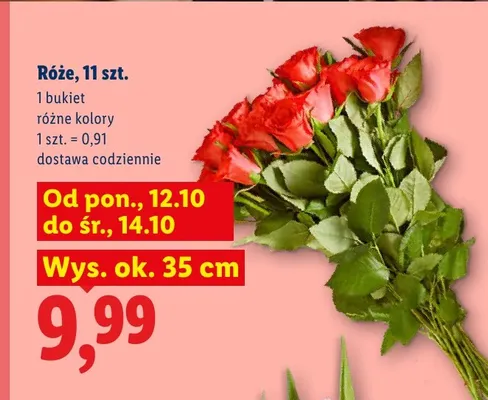 Róże 11 szt. promocja w Lidl