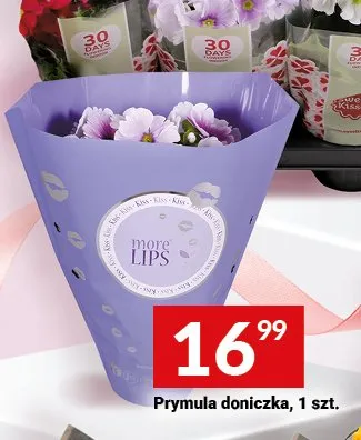 Prymula doniczkowa promocja w Twój Market