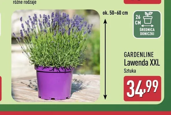 Lawenda XXL Gardenline promocja w Aldi