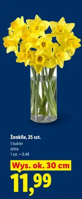 Żonkile, 25 szt., żółte promocja w Lidl