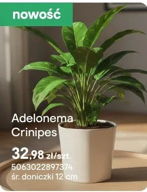 Adelonema Crinipes promocja w Castorama