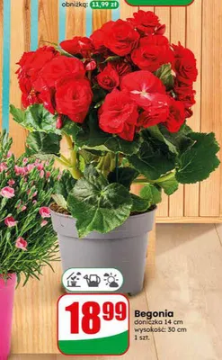 Begonia promocja w Dino