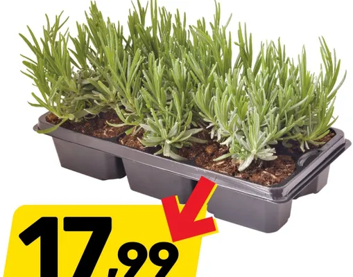 Lawenda 6-pak promocja w Bricomarche