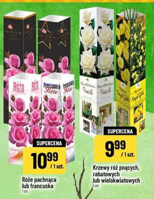 Krzew róż pnących, rabatowych lub wielokwiatowych promocja w POLOmarket