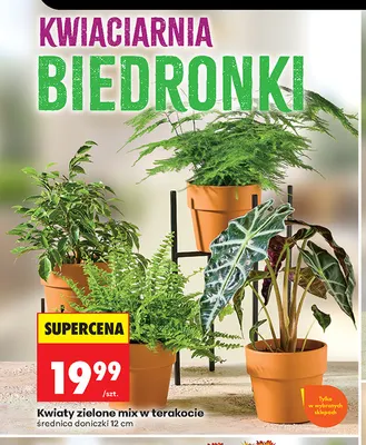 Kwiaty zielone mix w terakocie promocja w Biedronka