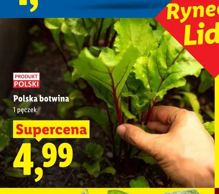 Polska botwina promocja w Lidl