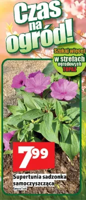 Supertunia sadzonka samoczyszcząca promocja w TOPAZ