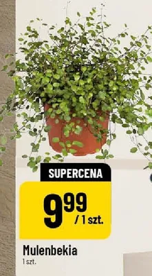 Mulenbekia promocja w POLOmarket