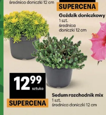 Sedum rozchodnik mix promocja w Delikatesy Centrum