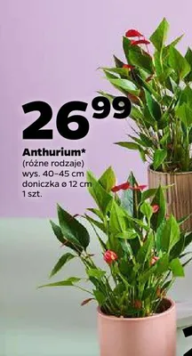 Anthurium (różne rodzaje) promocja w Netto