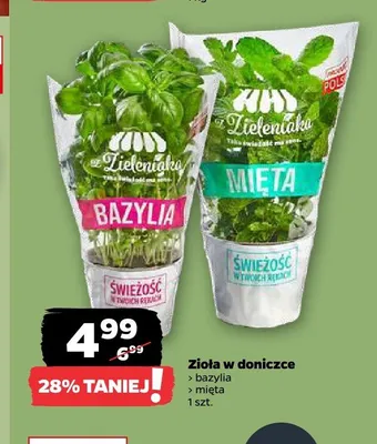 Mięta w doniczce Zieleniak promocja w Netto