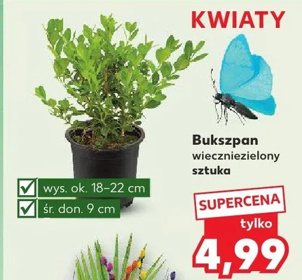 Bukszpan wiecznie zielony promocja w Kaufland