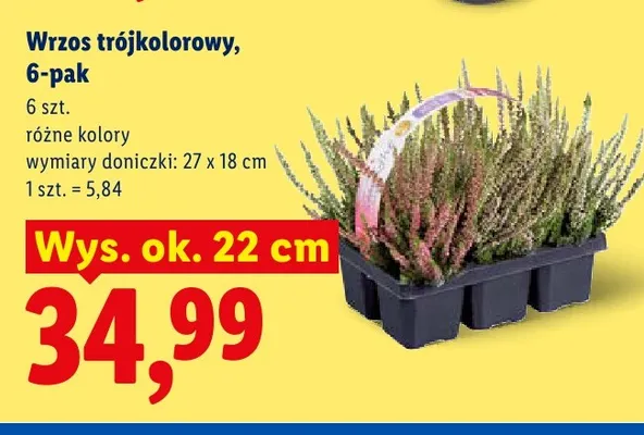 Wrzos trójkolorowy 6-pak promocja w Lidl