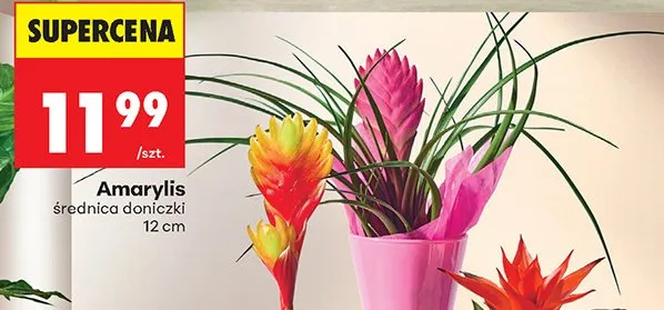 Amarylis średnica doniczki 12cm promocja w Biedronka