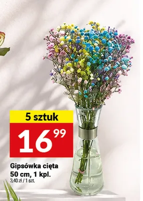 Gipsówka cięta promocja w Twój Market
