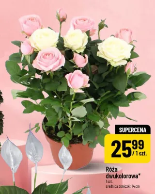 Róża dwukolorowa promocja w POLOmarket