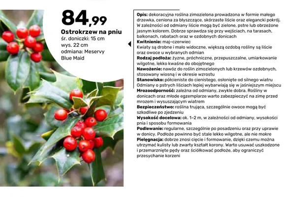 Ostrokrzew na pniu Meservy Blue Maid wys. 22 cm śr. doniczki 15 promocja w Bricomarche