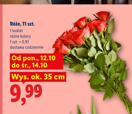 Róże 11 szt. promocja w Lidl