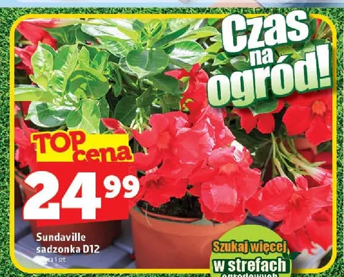 Sundaville sadzonka D12 promocja w TOPAZ