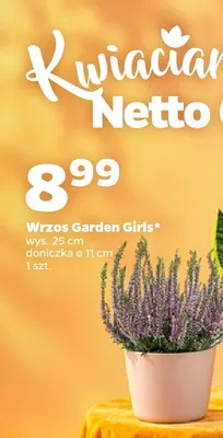 Wrzos Garden Girls promocja w Netto