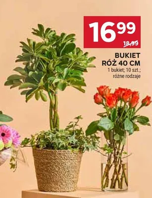 Bukiet róż 40 cm promocja w Stokrotka
