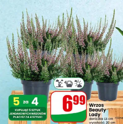 Wrzos Beauty Lady promocja w Dino