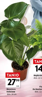 Monstera Deliciosa don. 14cm promocja w Intermarche
