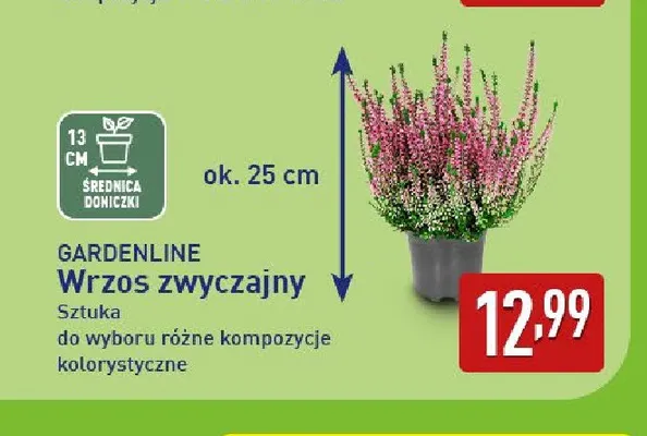 Wrzos zwyczajny Gardenline promocja w Aldi