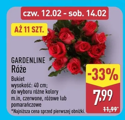 Róże promocja w Aldi
