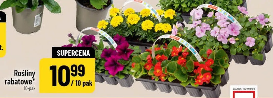 Rośliny rabatowe promocja w POLOmarket