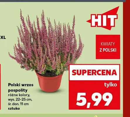 Polski wrzos pospolity promocja w Kaufland