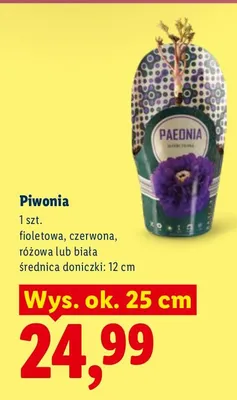 Piwonia promocja w Lidl