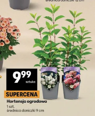 Hortensja ogrodowa promocja w Delikatesy Centrum
