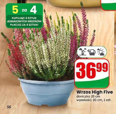 Wrzos High Five promocja w Dino