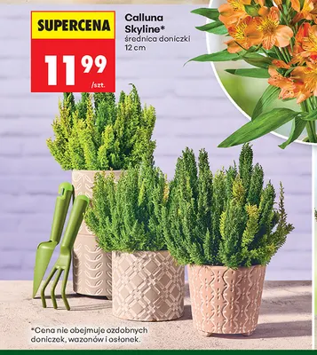 Calluna Skyline promocja w Biedronka