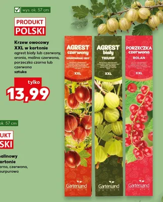 Krzew owocowy XXL w kartonie aronia promocja w Kaufland