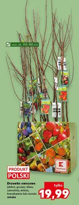 Drzewko owocowe jabłoń, grusza, śliwa, czereśnia, wiśnia, brzoskwinia lub morela promocja w Kaufland