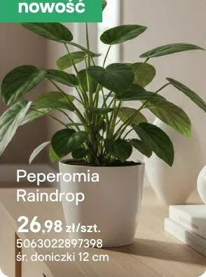 Peperomia Raindrop promocja w Castorama