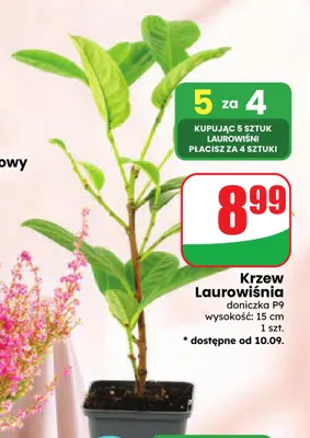 Krzew Laurowiśnia promocja w Dino