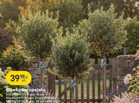 Oliwka europejska promocja w Castorama