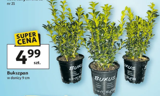 Bukszpan promocja w Auchan