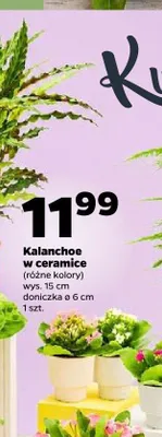 Kalanchoe w ceramice promocja w Netto
