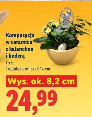 Kompozycja w ceramice z kalanchoe i hederą promocja w Lidl