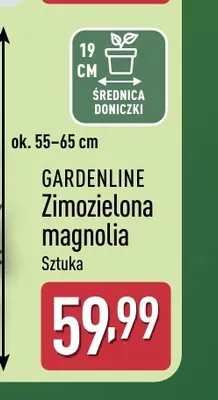 Zimozielona magnolia Gardenline promocja w Aldi