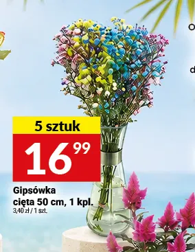 Gipsówka cięta 50 cm promocja w Twój Market