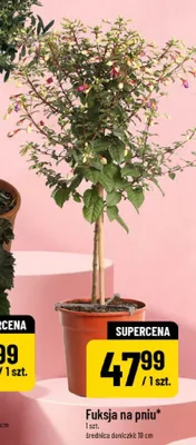 Fuksja na pniu średnica doniczki: 19cm promocja w POLOmarket