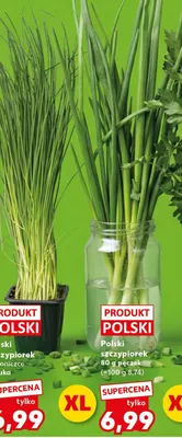 Szczypiorek wydłużony sztuka promocja w Kaufland