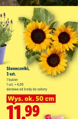 Słoneczniki 3-pak promocja w Lidl